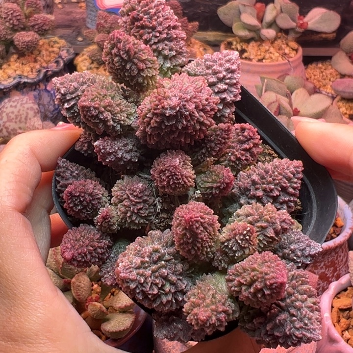         朱紫玉。     