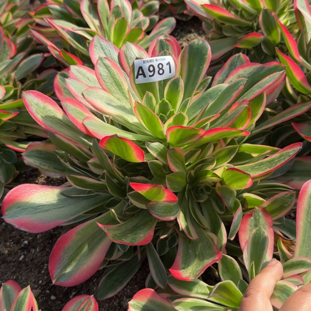 981妖月。多肉植物