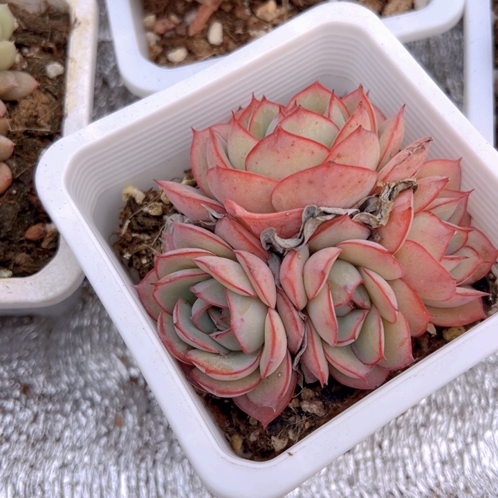 牡丹亭群【一物⼀拍】两单包邮