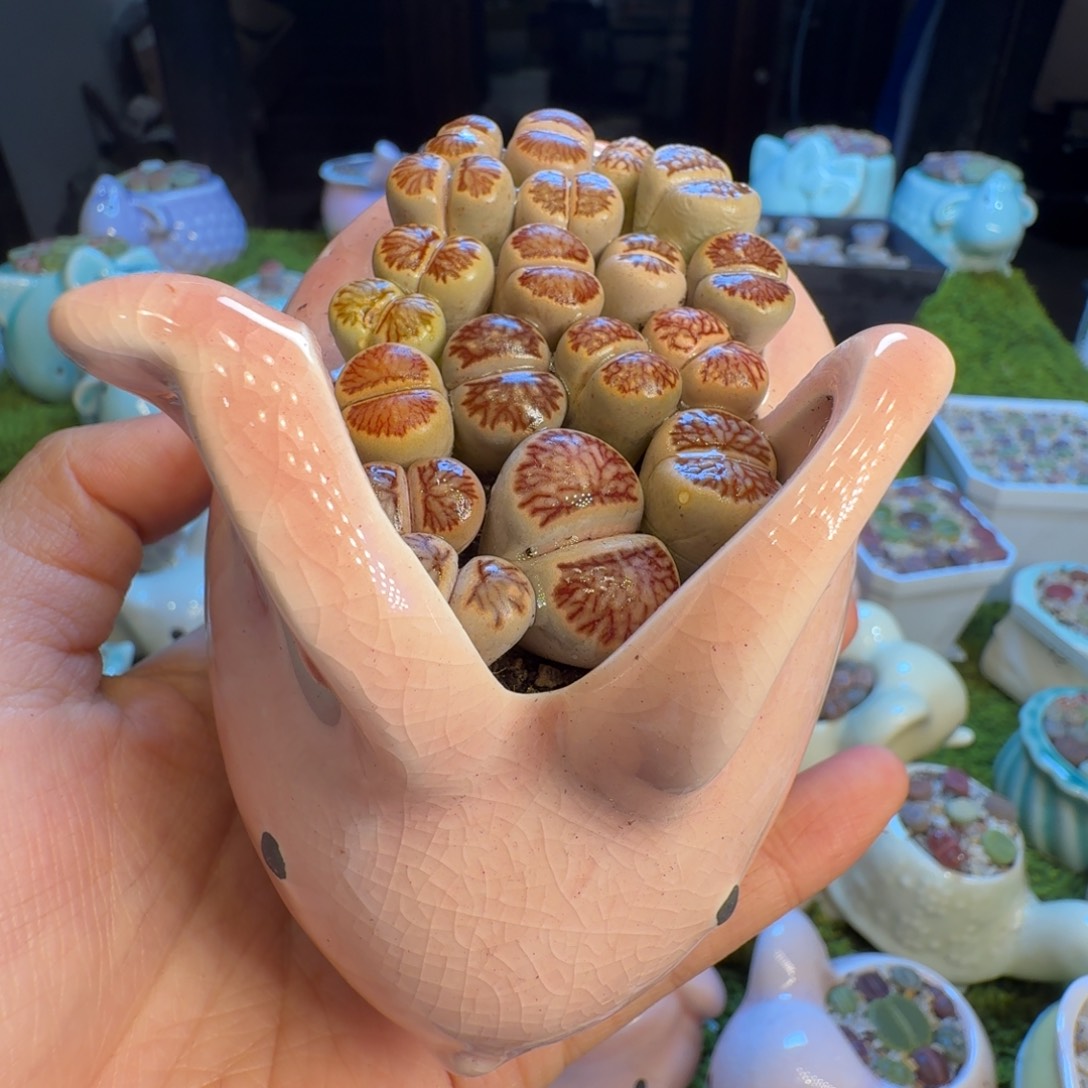 多肉开播福利冲1256