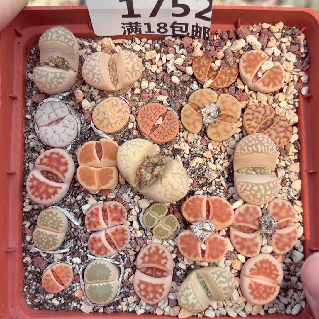 【闪购商品】1752……