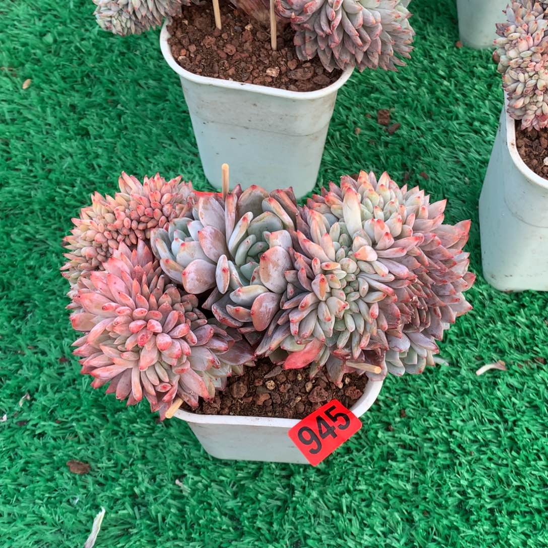 945橙子缀多肉植物