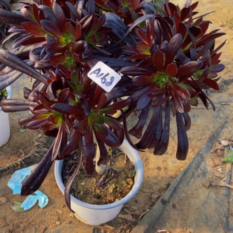 魔法师多肉有伤多肉168多肉不包断