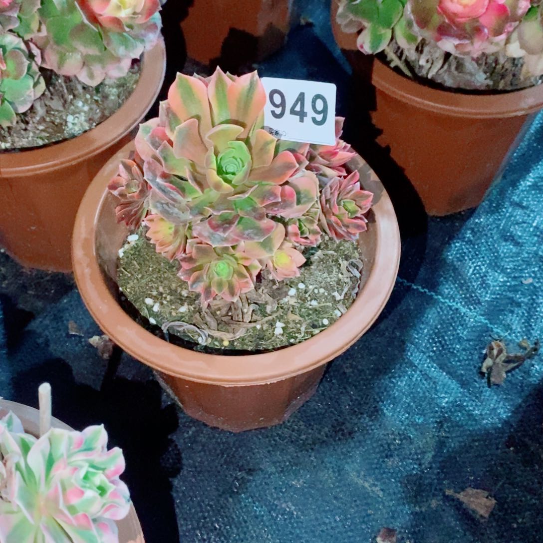 健**乐维纳949多肉1111小小棵