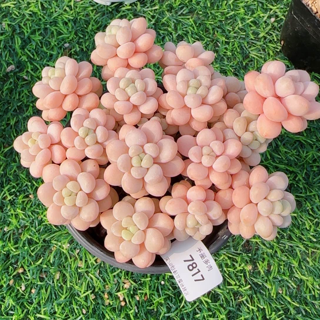 洛可可无砍，7817多肉植物