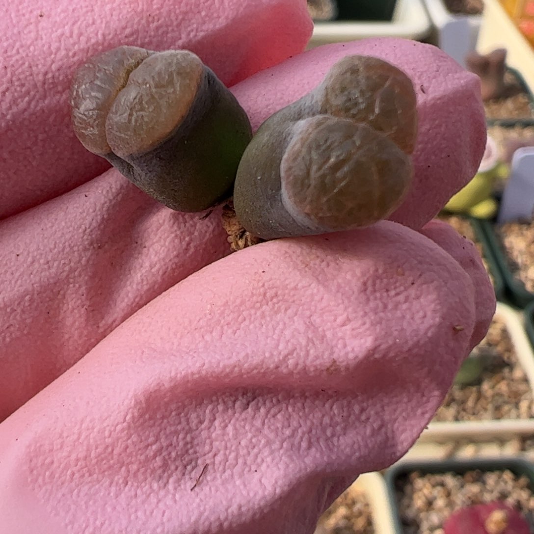 735 好看的多肉冲冲冲