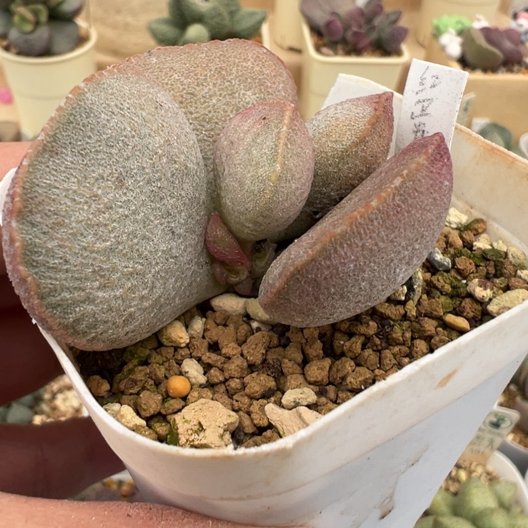 196 号好看的水泡冲冲冲