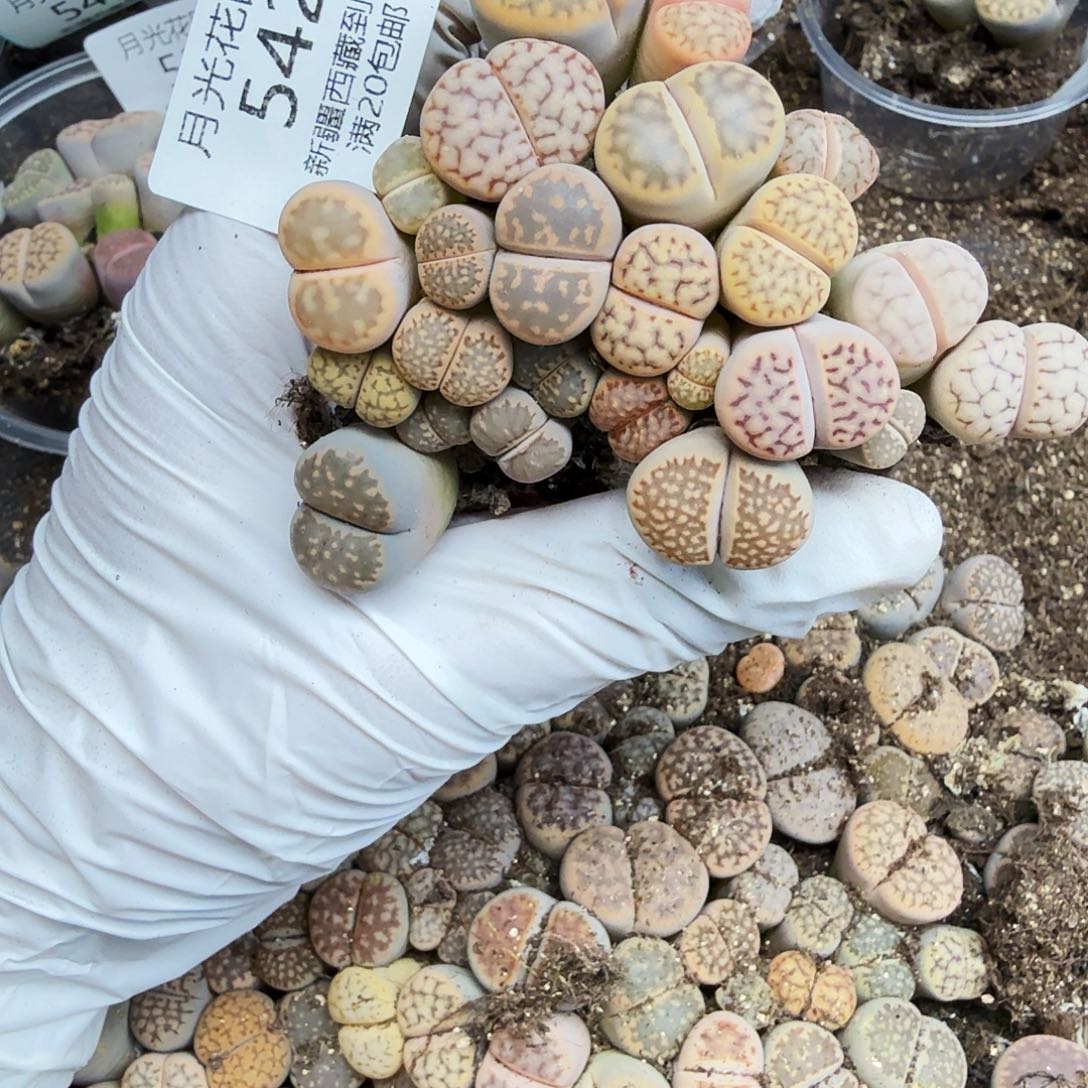 不会因为不知道你想干什么542这个