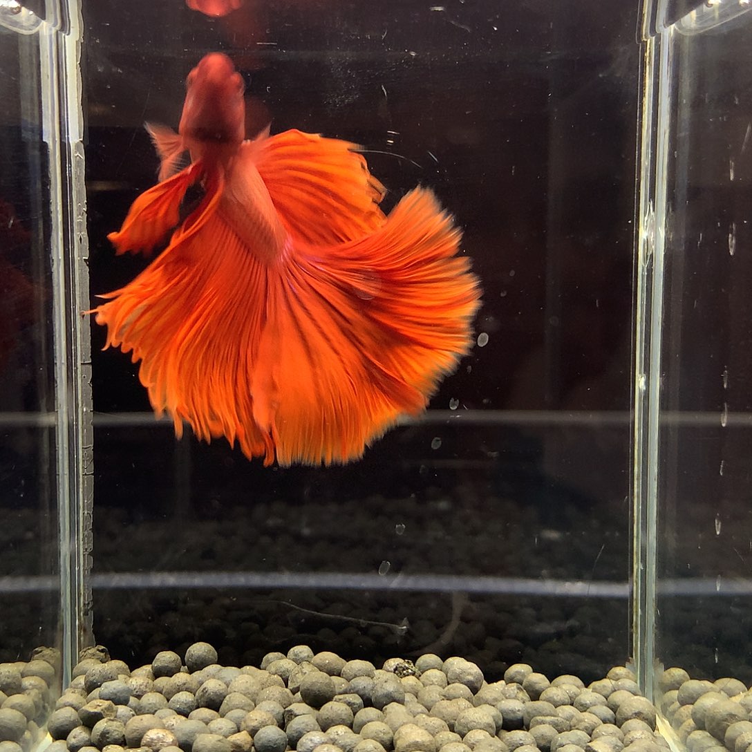 海水鱼七弟泰国斗鱼348