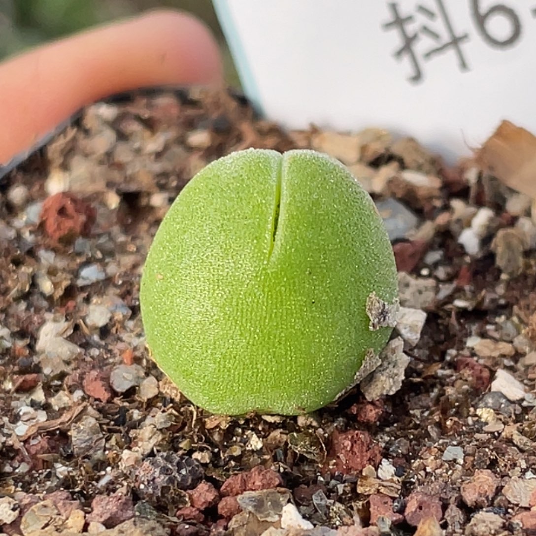 6-9哈默兔多肉植物