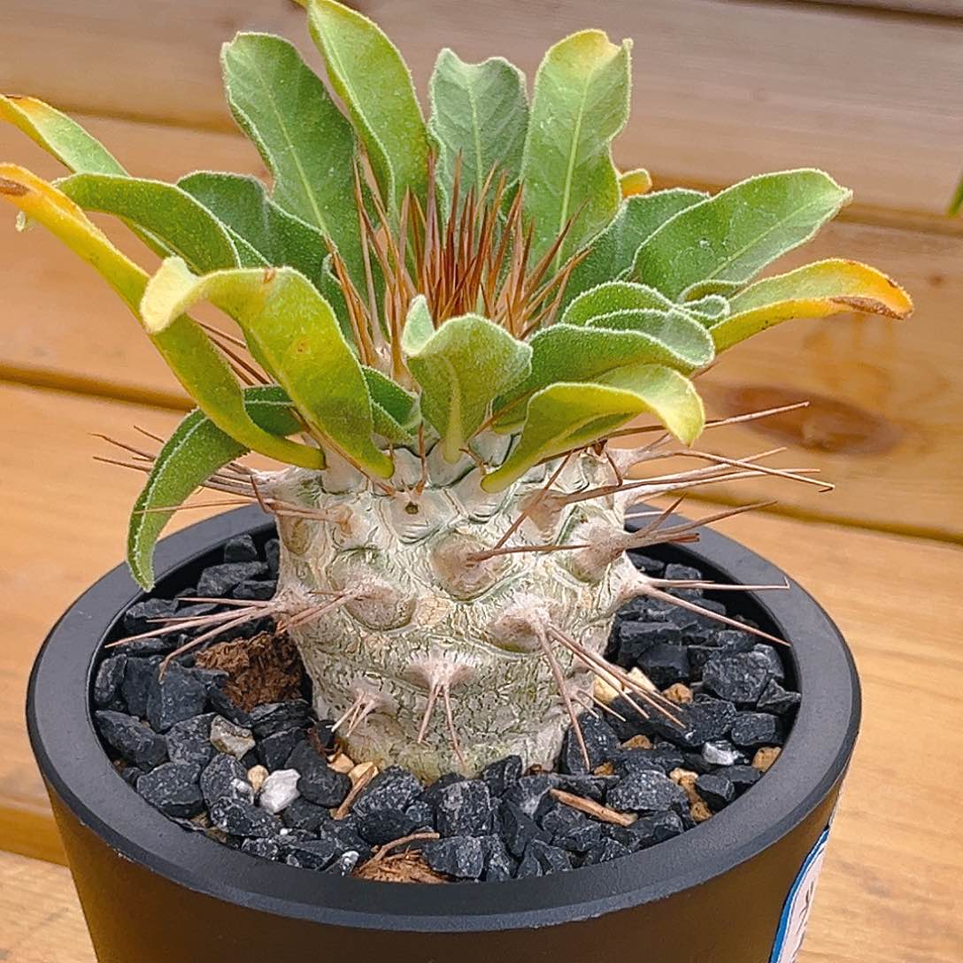 潮流植物光堂带盆发