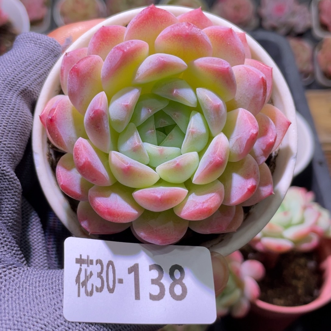 花利美30-138糖心新品