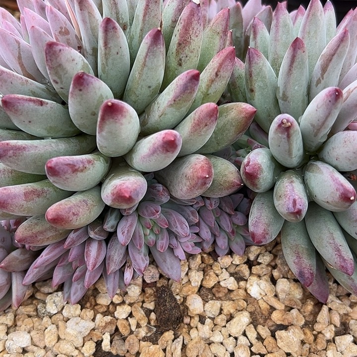 流沙虞，yi wu yi pai