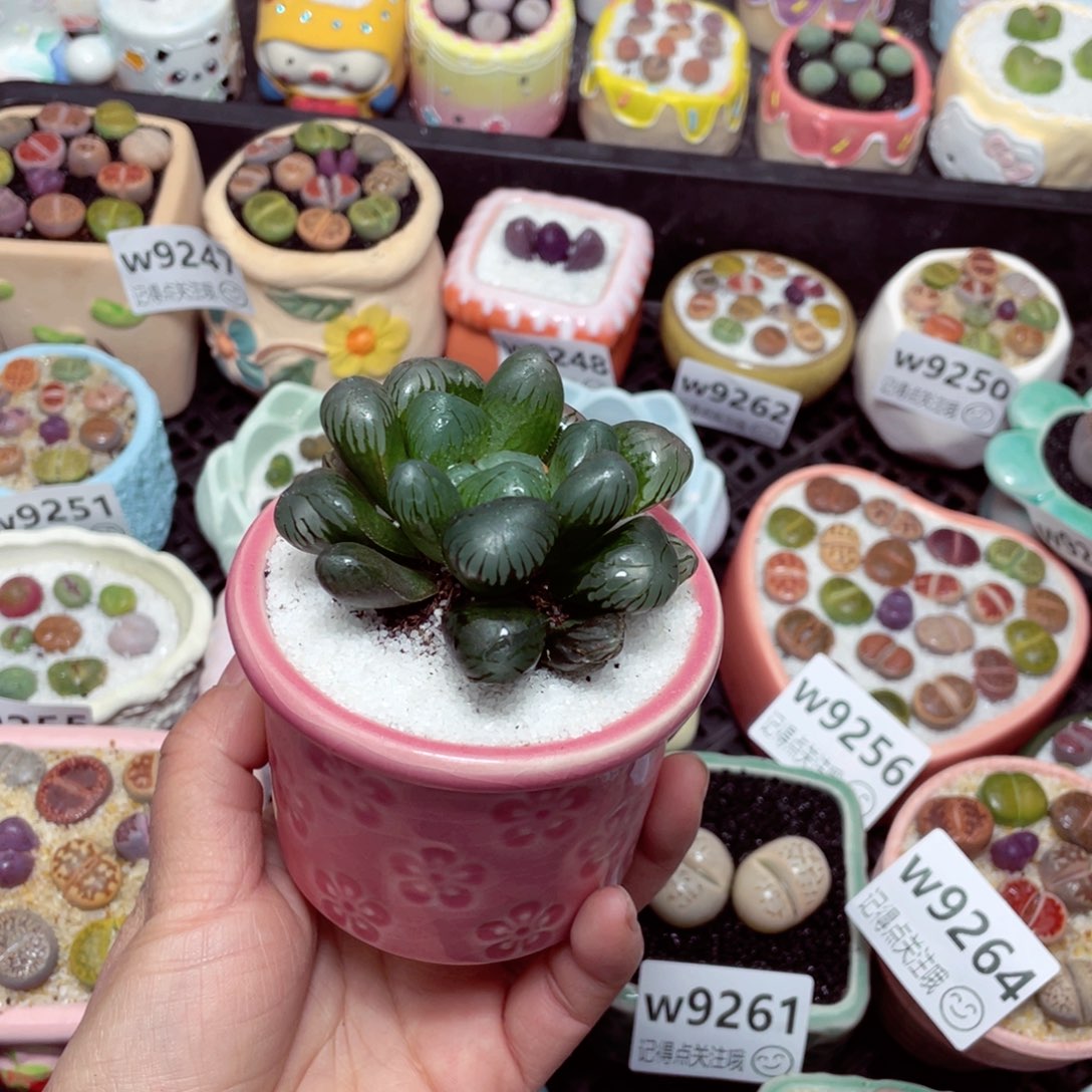 w9267 -零下地区拍保温箱 -15支持寄养