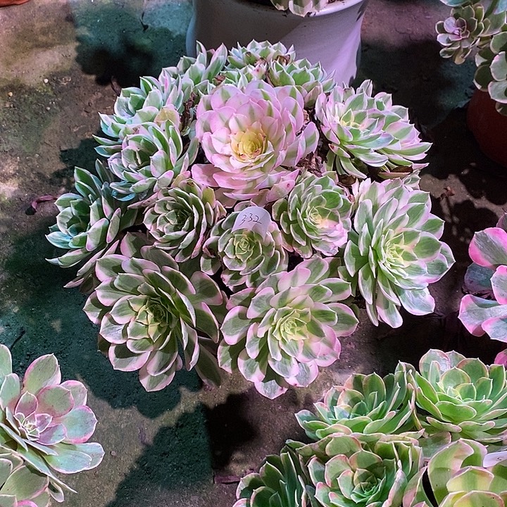 多肉植物海王00332