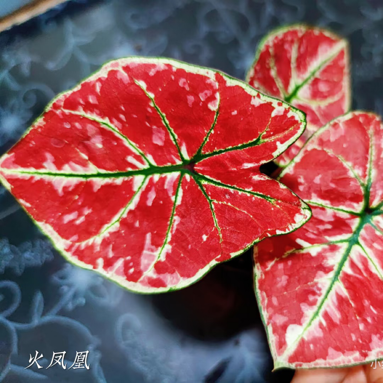火凤凰小型彩叶芋热植耐热种球多年生室内盆栽