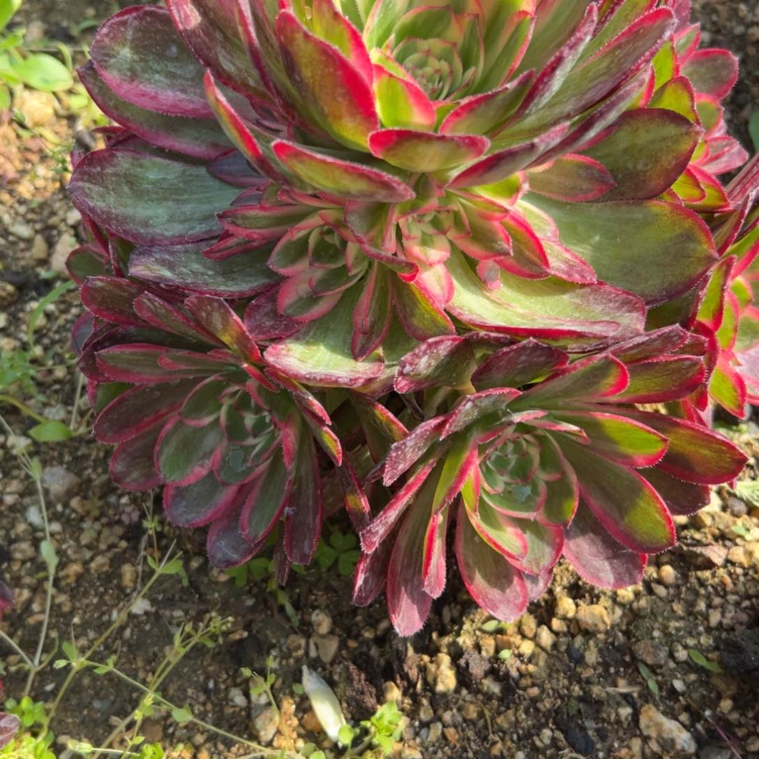 樱**子14-31海神发货多肉植物