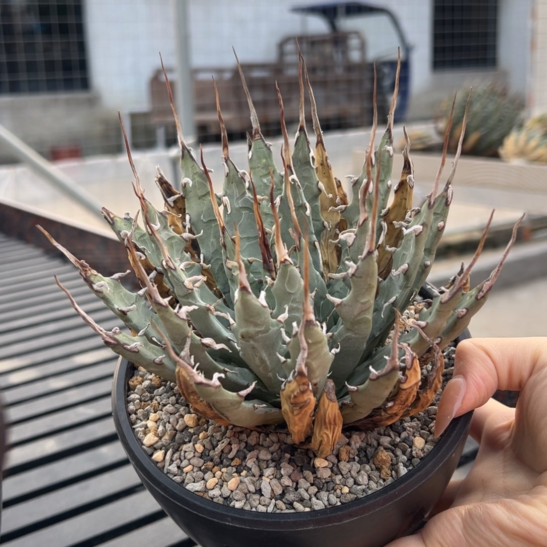 无花朵妖炎熟带盆 8折价 盆口15