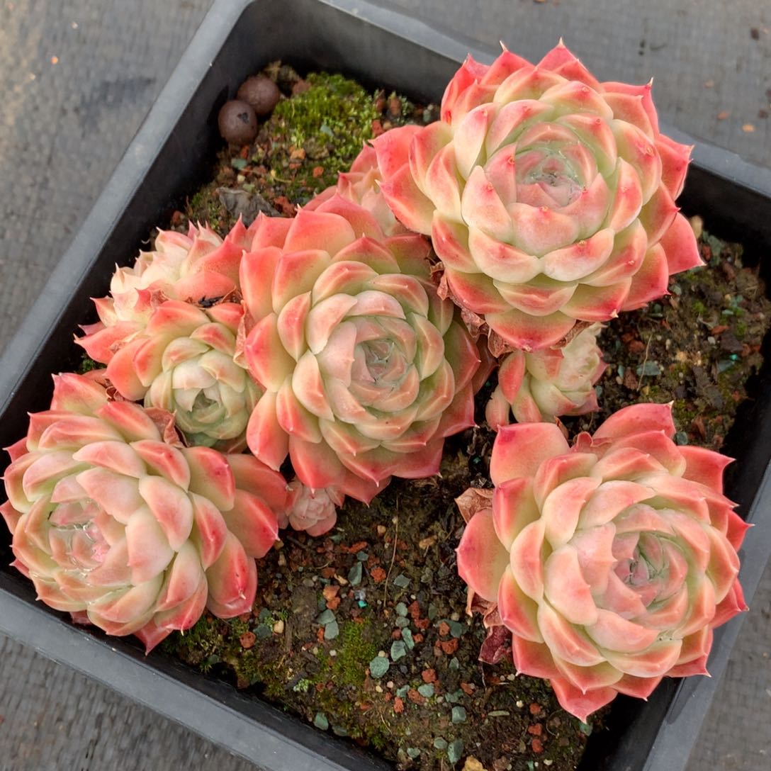 8791杂交多肉老桩