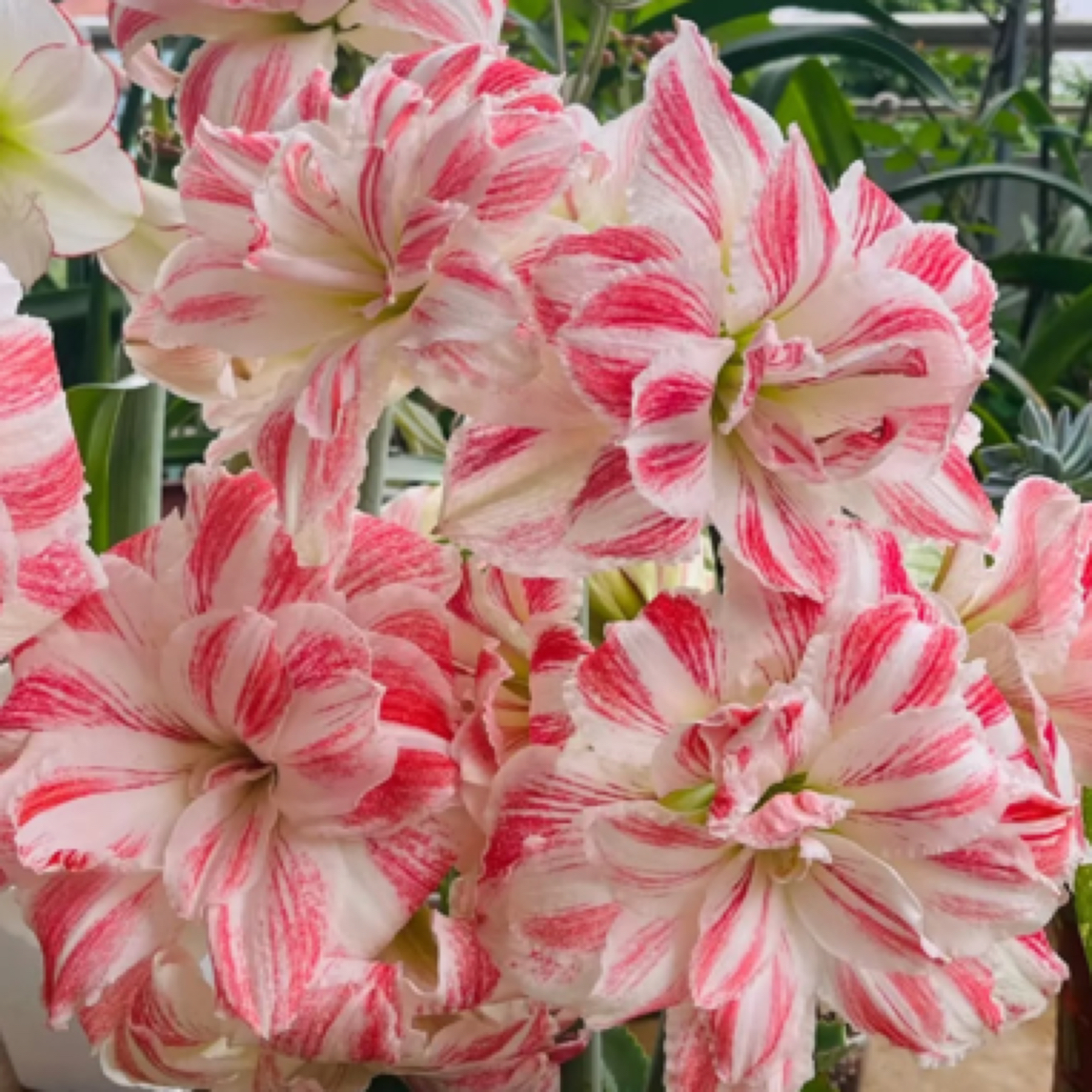 【女神节】荷兰朱顶红现货