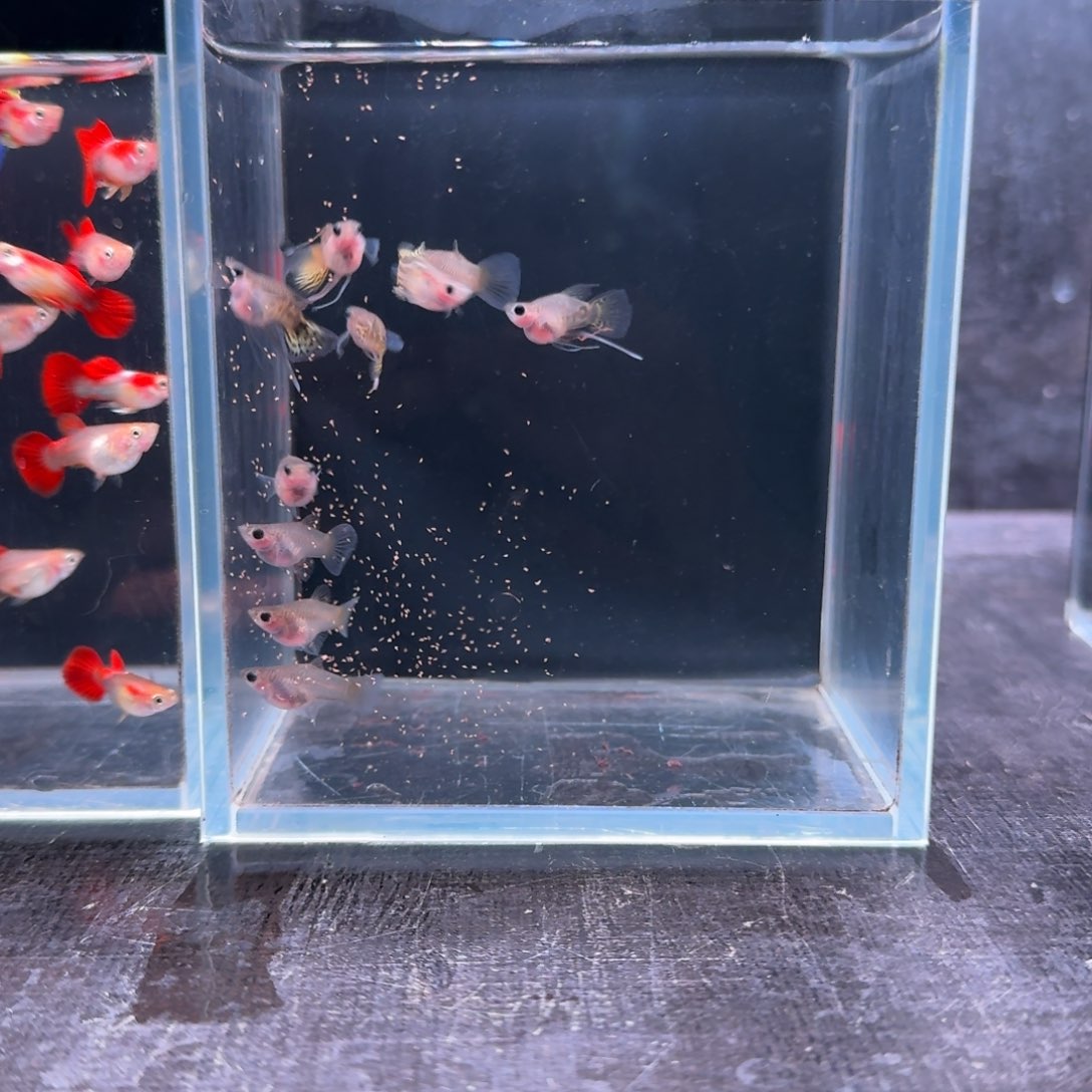 孔雀鱼福利黄蕾丝10条