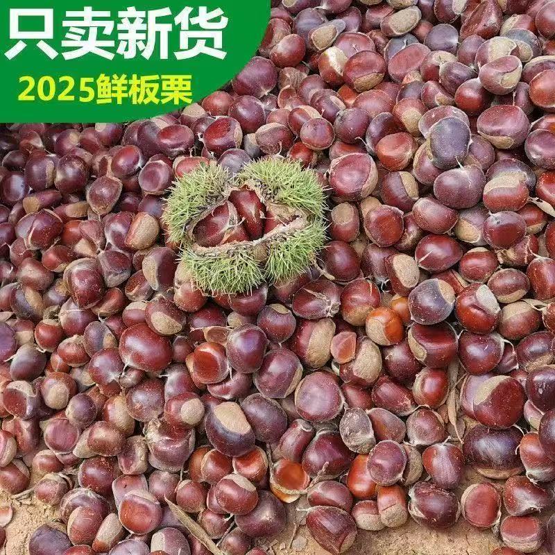 【净重发货送剥栗神器】2025年新鲜板栗生板栗新货云南小毛油栗