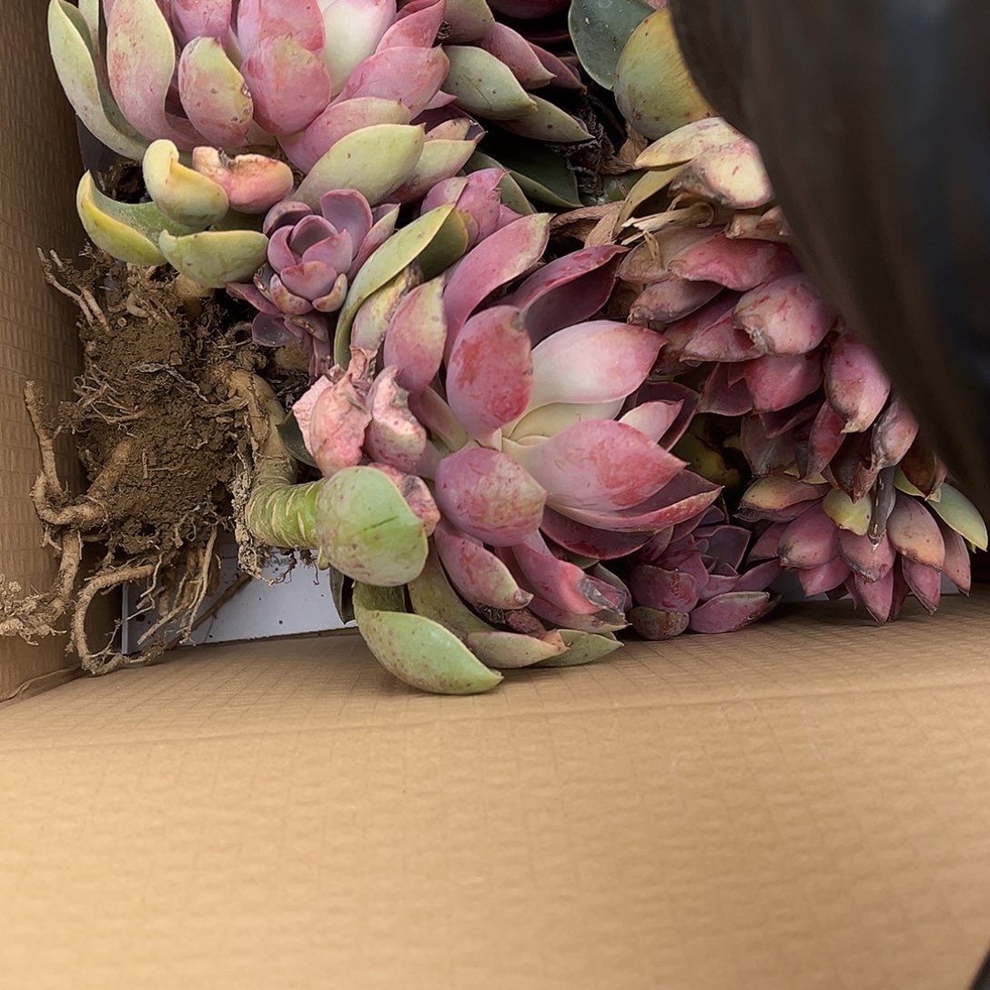 無***!16号紫气东来有瑕疵不售后