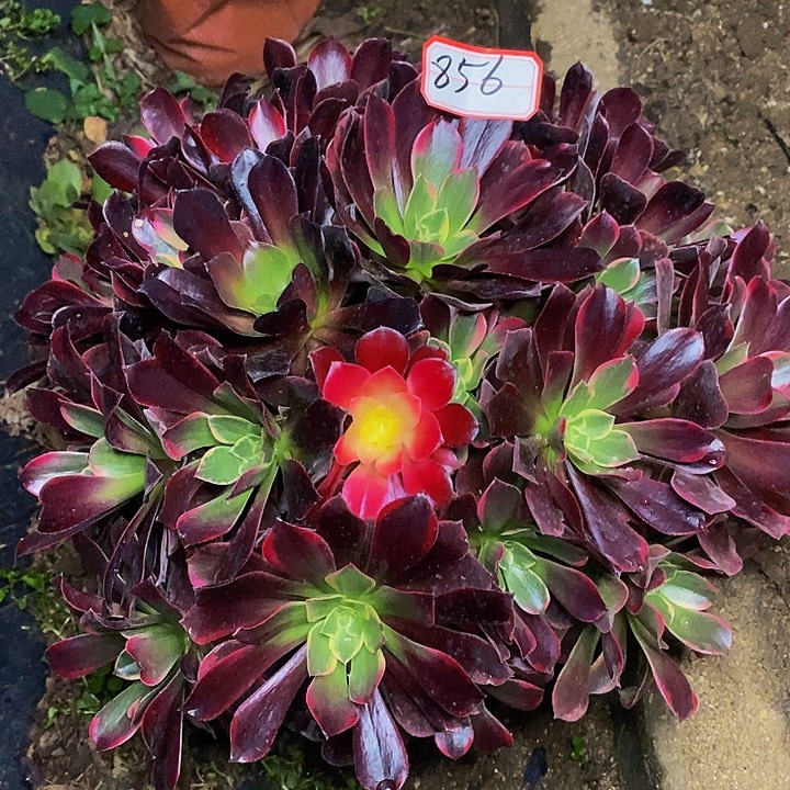 黄***妹樱桃红老桩捧花856