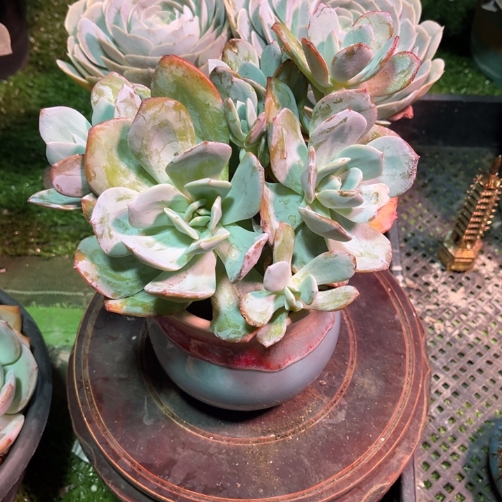 奶茶群生，官服18厘米