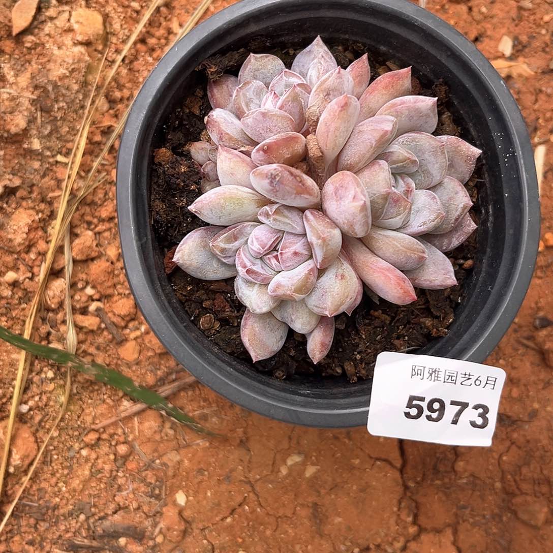 阿雅园艺。     5973星影