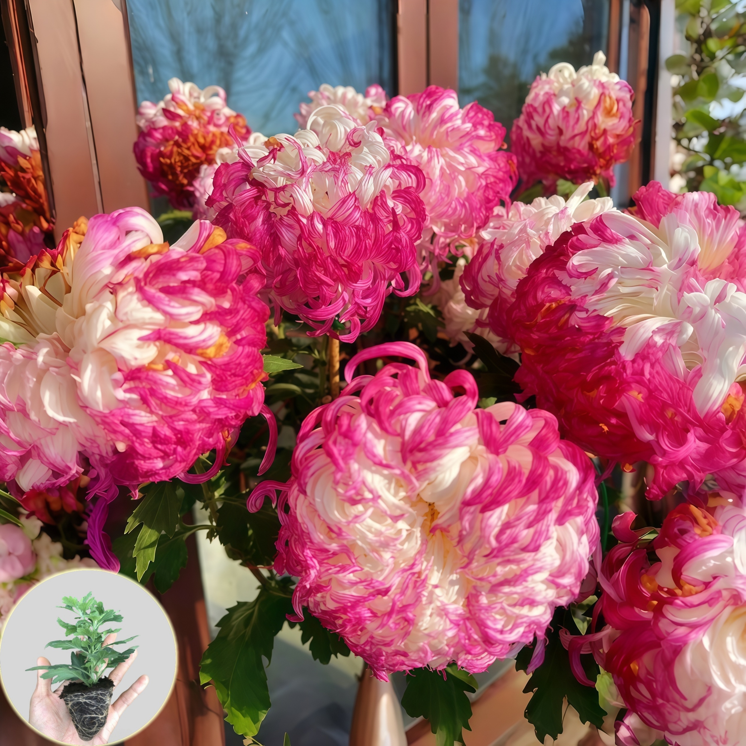 鹅毛粉黛大菊花苗秋菊大花四季菊花室内外耐寒热国华菊花绿植盆栽