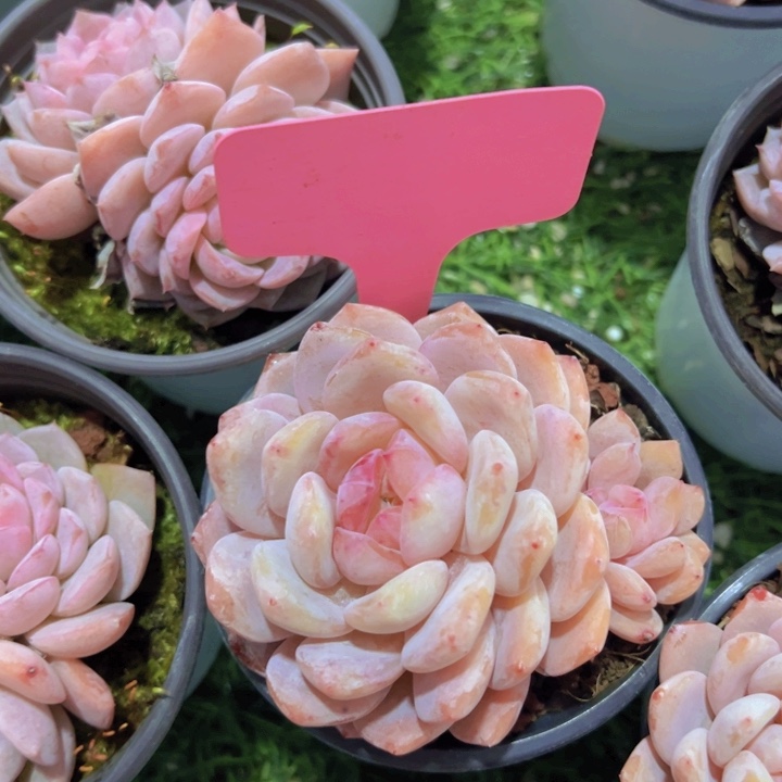 健健康康平平安安