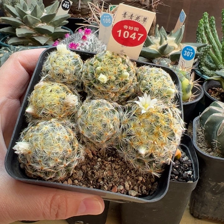 实生七颗明星一盒打包