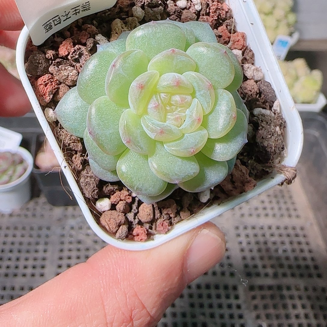 1126-387群生不包整