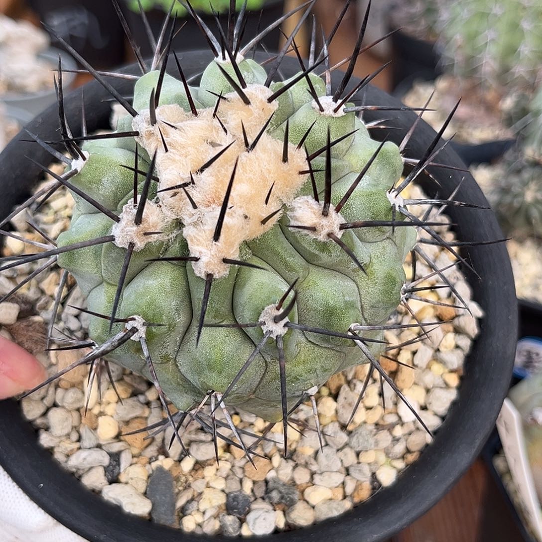 汤圆植物黑王帅呆了