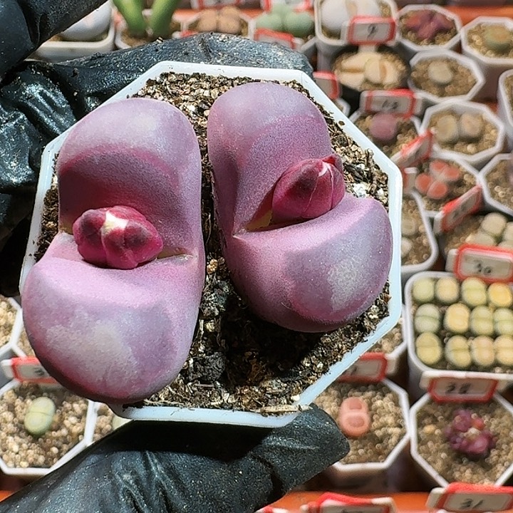 生石花15554。 262