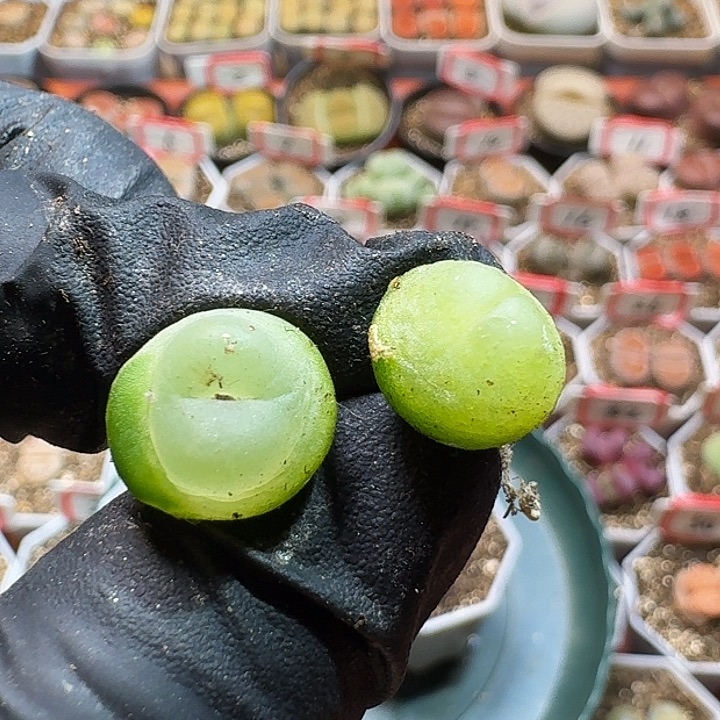 去****-生石花2333:：。  36