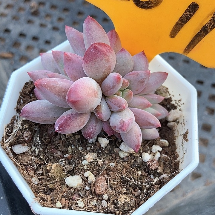 多肉植物金鱼姬2011