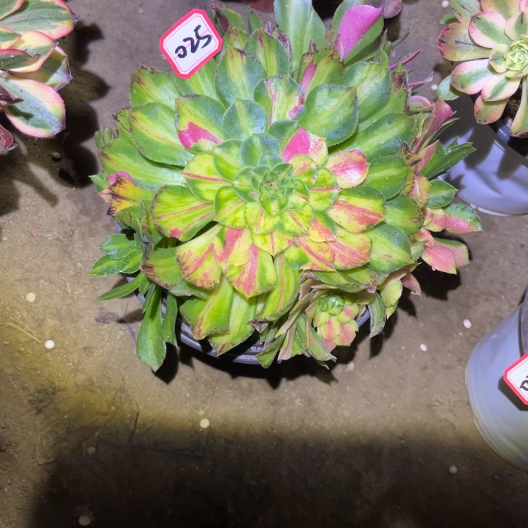 025多肉植物知否法师