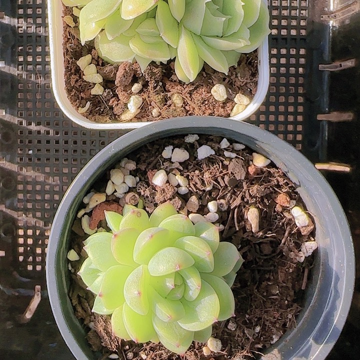 花时光精品多肉44