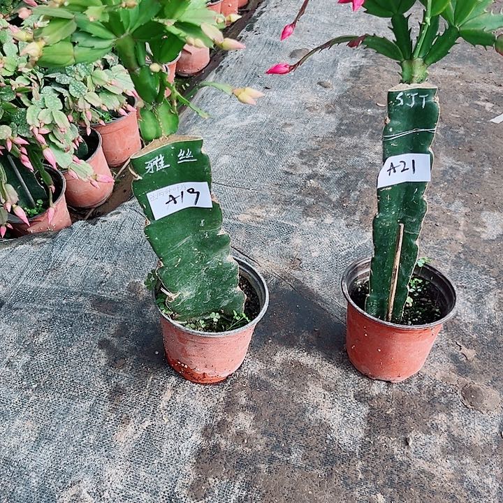 用***8完全开放A19➕A21 