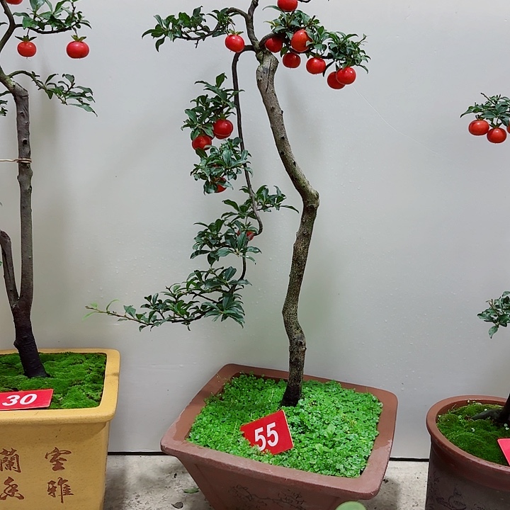 1***呢无花朵金弹子盆景树