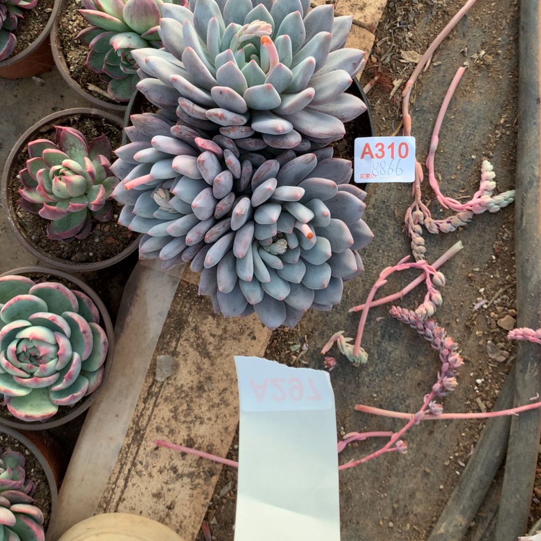 蒋***含半夏群生多肉植物