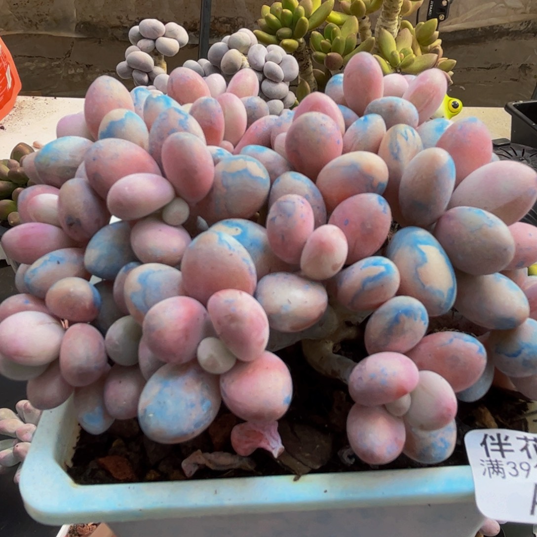 408/12cm糖果桃蛋多肉植物