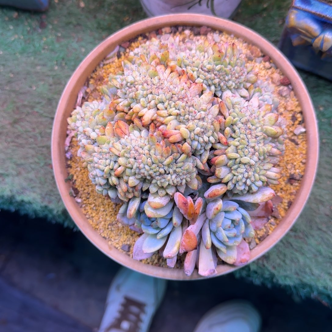 星影树缀无砍多肉