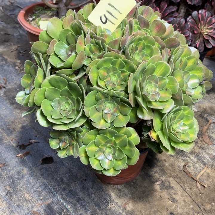 911粉女巫中班多肉一物一拍