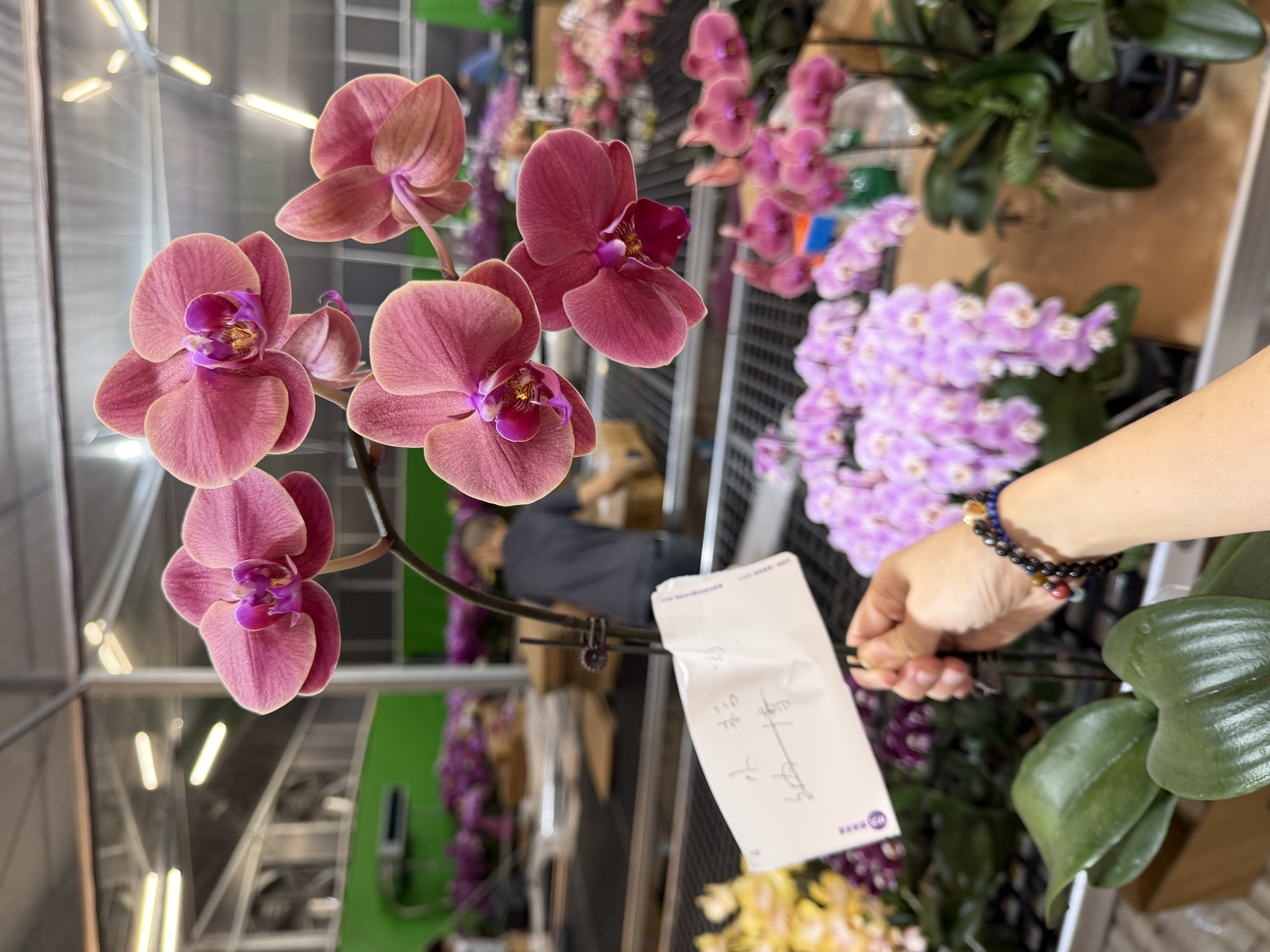 予兰花卉（小桔灯）全花3.0寸杯发货AAA