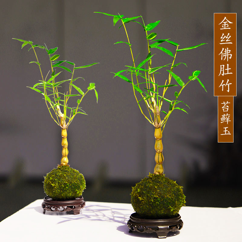 苔藓球金丝佛肚竹葫芦竹文人观赏禅意四季常青盆景竹室内盆栽绿植