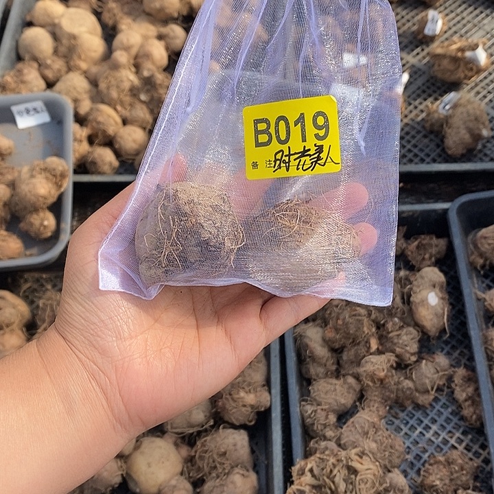 裸球时光美人B019不售后