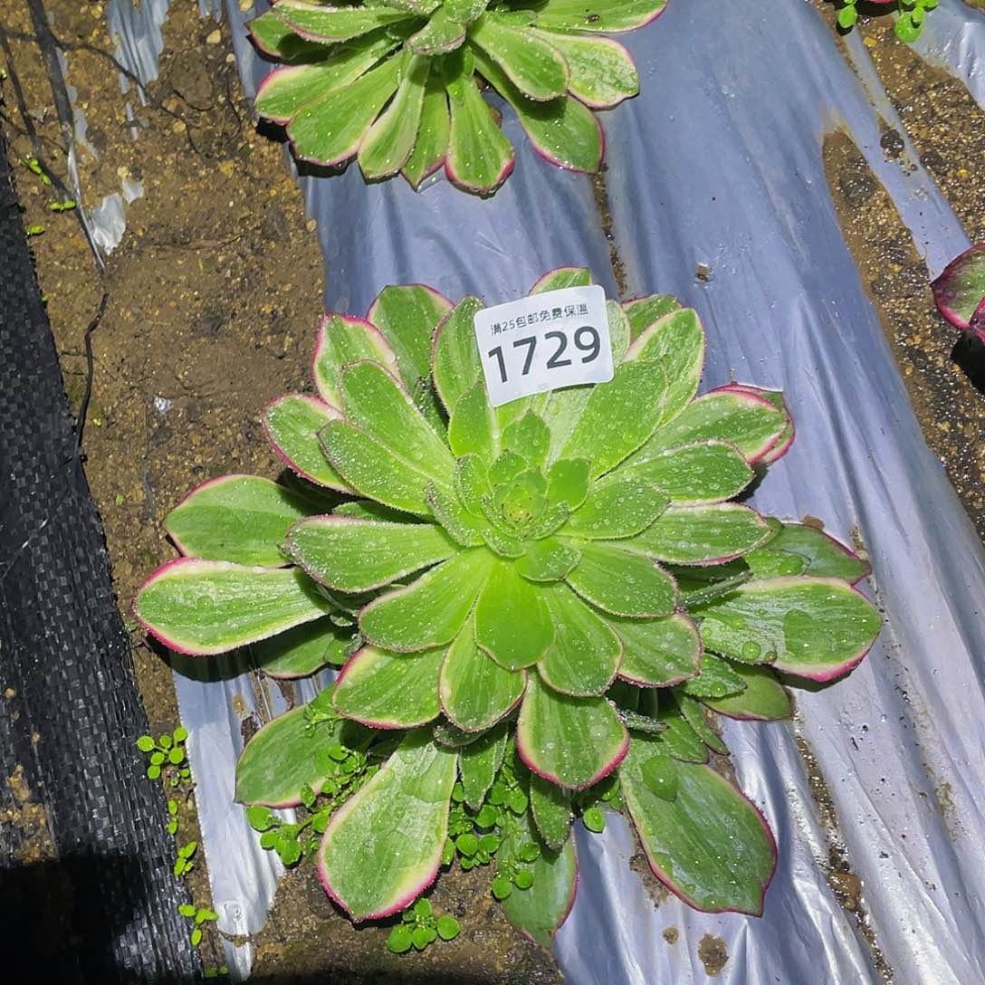 1729孔雀翎多肉植物